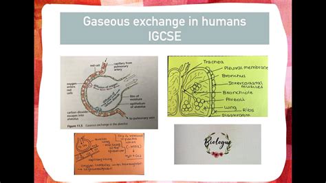 The lungs get oxygen through alveoli. Gaseous Exchange - IGCSE - YouTube