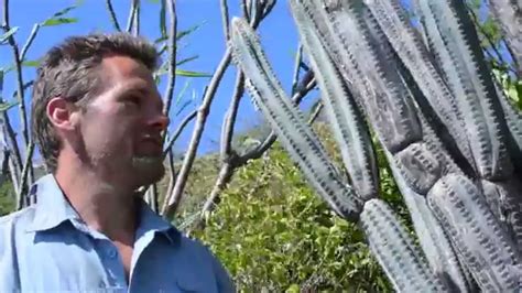 People in the dry deserts of mexico have been consuming cactus water for centuries. Survival! Eating cactus as an alternative to water on ...