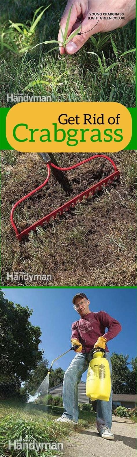 What's the best way to get rid of a straight parting? How to Get Rid of Crabgrass | 1000 in 2020 | Lawn and ...