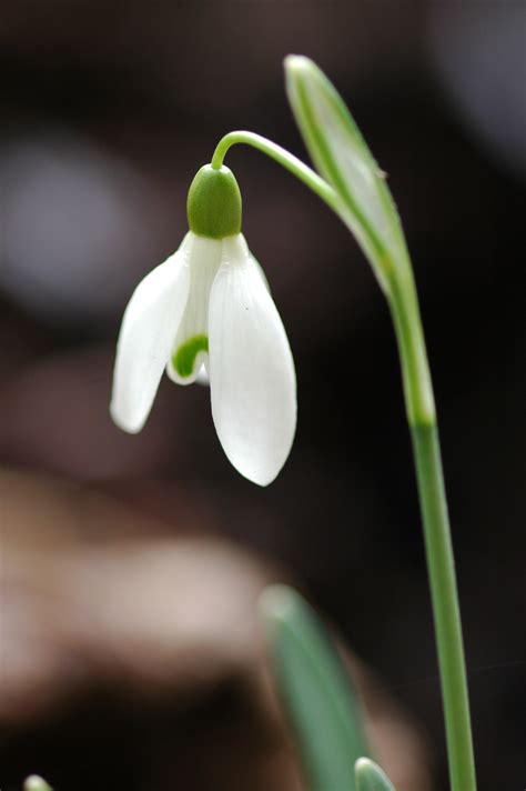 Detailed information on snowdrop ultra 55 hour race & relay, provided by ahotu marathons with news, interviews, photos, videos, and reviews. File:2010-02-25 Schneeglöckchen, Snowdrop, Galanthus ...