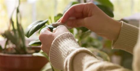 Search how to treat spider mites. How to Cure Spider Mite Infestations in Plants | Katy ...