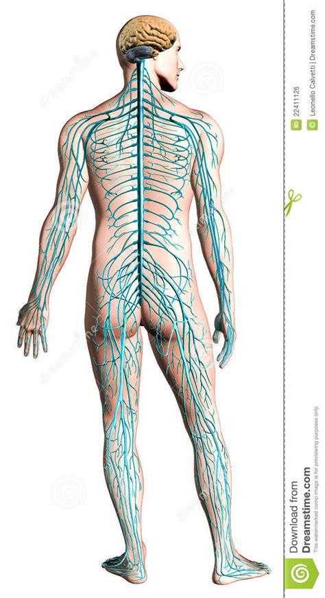 This was an overview of the human nervous system function and structure along with a labeled diagram. Pin by Fatemah on evo in 2020 | Nervous system diagram, Nervous system, Nervous system anatomy