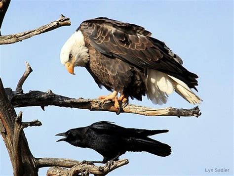 As the magpie attacks the boy's head and shoulder max is screaming and yelling for help from his father, who films and laughs. Pin on Crows, Ravens & Magpies