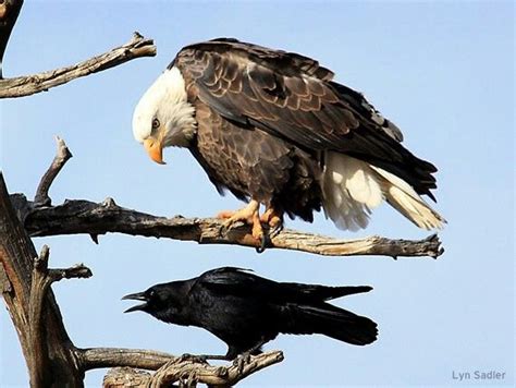 As the magpie attacks the boy's head and shoulder max is screaming and yelling for help from his father, who films and laughs. Pin on Crows, Ravens & Magpies