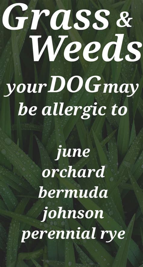 Find quality results related to natural remedies dog allergies. Dog Allergies - Does My Dog Have Seasonal Allergies?