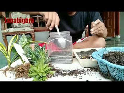 Kamu bisa membuat terarium sederhana dengan mudah dalam waktu kurang dari satu jam. Cara membuat terarium dengan mudah dan murah | Amazing ...