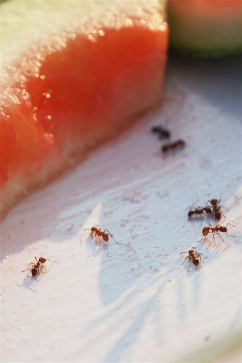 Nematoden können zum einsatz kommen, wenn ameisen sich eher an feuchten orten wie rasenflächen, gewächshäusern, balkonkästen etc. Ameisen in Haus und Garten? Das sind die 10 effektivsten ...