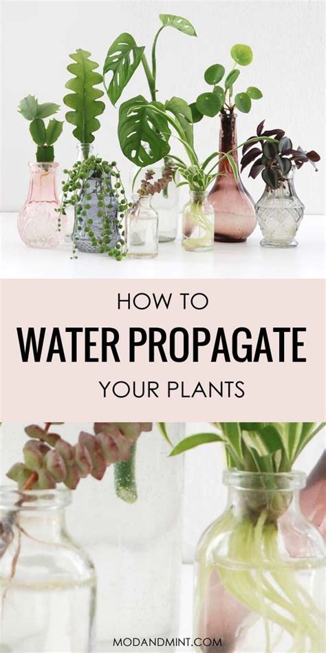 Going forward, make sure your plant is getting enough light. How to Propagate Plants in Water - the Easy Way to Make ...