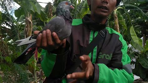 Anak jadi rentan tidak nurut dan patuh dengan perintah ayah dan bundanya. Ciri ciri merpati yang bagus menurut saya - YouTube