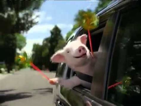 It's an insurance force to be reckoned with. geico insurance commercial piggy - YouTube