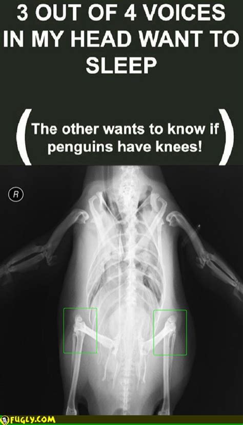 Or just bee's knees suits? Do Penguins Have Knees