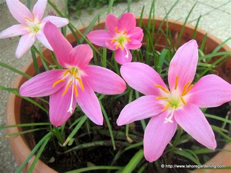 Daffodils are spring blooming flowers. Pink rain lily, lotus and ixora flowers | Bulb flowers ...