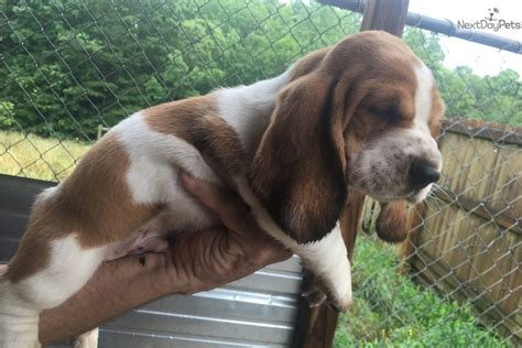 2,117 likes · 13 talking about this. Beau: Basset Hound puppy for sale near Atlanta, Georgia. | 42e5b6c2-e591