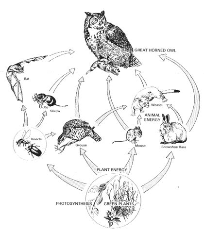 These animals are all secondary consumers. great horned owl food chain | Owl pellets, Owl food, Life ...