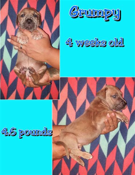 Contact houston vizsla breeders near you using our free vizsla breeder search tool below! Great Dane Puppies for sale in Houston, TX - 5miles: Buy ...