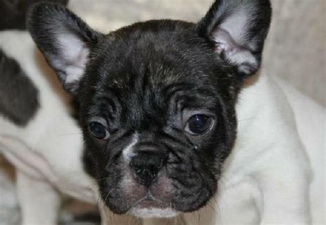 The french bulldog is a delightful little dog who shows little remnants of his gladiator ancestry. French Bulldog Puppies For Sale | Des Moines, IA #141447
