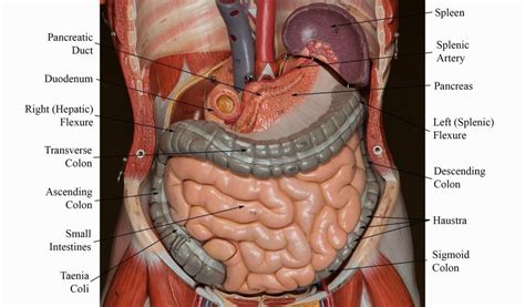 Torso vii by mjranum on deviantart. Labeled Human Torso Model Diagram - Eta Hand2mind 19 ...