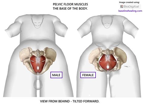 Learn anatomy faster and remember everything you learn. Pelvic Floor Muscles. The Base for all movement-anatomy