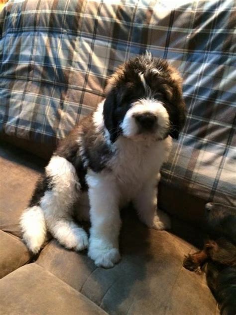 They have no knowledge of what is potentially. St Berdoodle | Puppies and kitties, St bernard dogs, St berdoodle