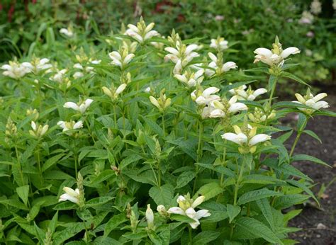 Yeni ürünlerimizi ve tüm koleksiyonumuzu keşfedin. Chelone obliqua 'Alba' (Schildpadbloem) | Passiflora