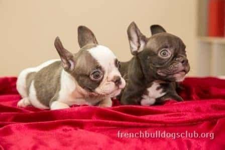 Please select petrescue id pet name group article. Ultimate Guide to buy a French Bulldog, rescue a French ...
