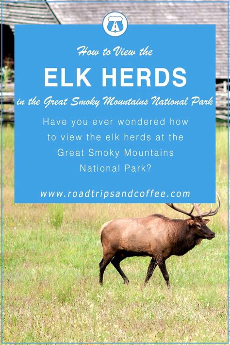 «bull elk near oconaluftee visitor center in the great smoky mountains national park. Viewing the Elk at the Oconaluftee Visitor Center in the ...