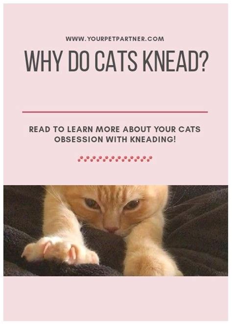 Senior cats will pant when out of breath. Why do cats knead? | Cats knead, Cats, Cat obsession