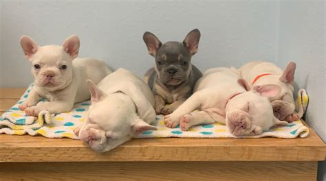 I have a stunning male french bull dog looking for his loving home he is up to other eye is grey. Cowie's Frenchies - French Bulldog Puppies for Sale in Los ...