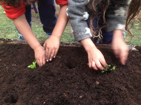 What is urban vegetable gardening, city gardening or urban farming? School Vegetable Gardens - Urban Seedling