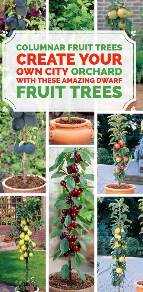 Maybe you would like to learn more about one of these? Mail - Lin Atkinson - Outlook (With images) | Dwarf fruit ...