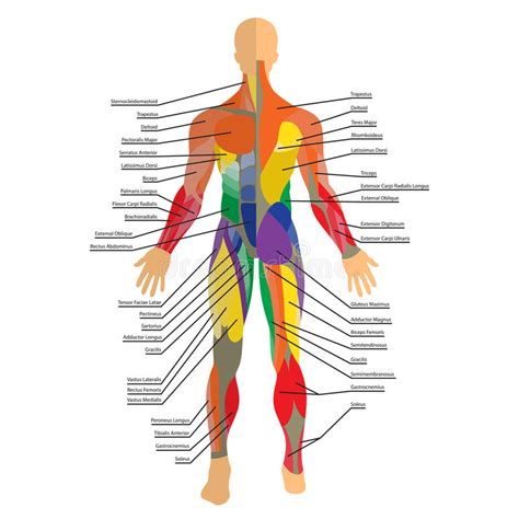 Male anatomy front diagram quizlet. Male Anatomy Diagram Front View / Anatomy of the Female ...