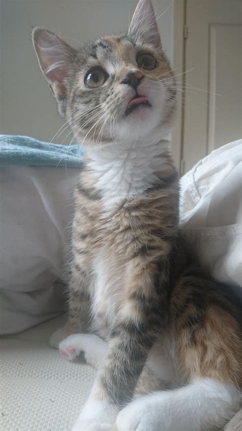 Cats do get bitten by poisonous spiders, and they suffer from the consequences of the toxins. What do you mean "we're out of treats"? http://ift.tt ...