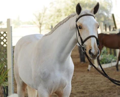 Was sind die zentralen themen? Lovely cream palomino Rheinland Pfalz Saar filly. She'll ...