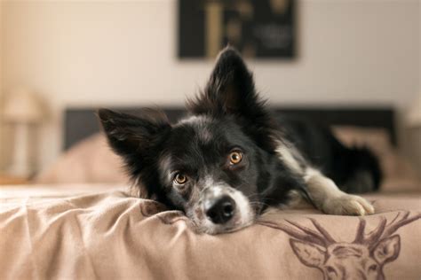 Um dem hund das im bett schlafen wieder abzugewöhnen benötigt man ausdauer, geduld und konsequenz. Hund im Bett - Hunde-Kausnacks Magazin