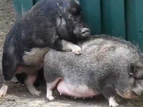 When spoken, the prefix is unstressed (normally, the first syllable of the stem receives the stress: arme Sau wird von 2 Ebern vergewaltigt / pig being raped ...