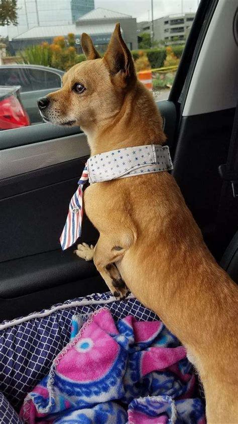 The staff is friendly and helpful and the owner is great. Stray Chihuahua Hiding In Liquor Store Finds His Way To ...