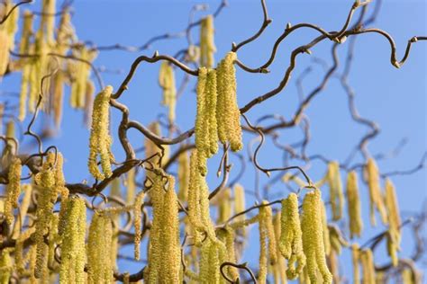 Filbert trees producing nuts at portland nursery and garden center for lake oswego, gresham, portland and the surrounding area. Contorted Filbert: Winter Interest for Your Garden | Trees ...