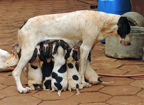 Check spelling or type a new query. Why Do Dogs Eat Their Puppies? The Real Truth - PetDT