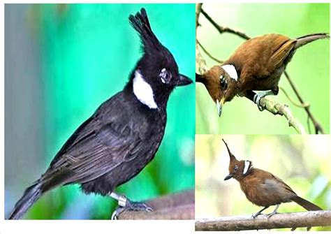 Beberapa jenis burung di indonesia menjadi langka karena sedikit demi sedikit jumlahnya mulai berkurang. gambar Burung yang Langka dan Keterangan Singkat - Tradisi ...