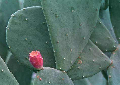 Austrocylindropuntia cylindrica with pink flower. Cactus flower | Cactus flower in the Desert Dome at the ...