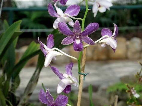 Check spelling or type a new query. Orchid | South america, Orchids, Scenery