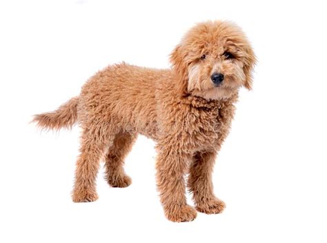 View various pictures of different hairstyles to determine which is ideal for your puppy. Mini Golden Doodle Puppy Playing With A Tennis Ball Looking To The Camera Stock Photo - Image of ...