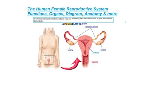 Abdominal pregnancy see ectopic pregnancy. The Human Female Reproductive System | Functions, Organs, Diagram, Anatomy … | Female ...