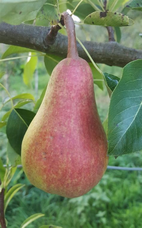 Maybe you would like to learn more about one of these? Clapp's Favourite - Pear Tree £19.00 - Pears - Mid Season ...