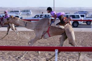 Camel racers in the united arab emirates are experimenting with robots now that it is no longer legal to use small boys as jockeys. Ten year olds forced to risk lives racing camels in UAE ...