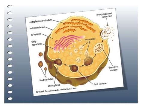 Contoh soal tka tpa sbmptn 2021 dan pembahasan saintek dan soshum terbaru dari gramedia. Download Soal Sbmptn Biologi Sma - web site edukasi