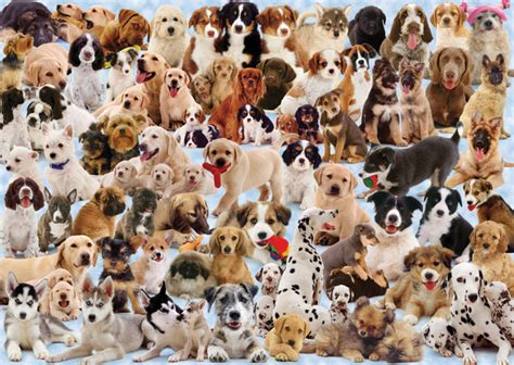 On a sunny day or a rainy afternoon, there's always a way to celebrate canines with dog activities for kids. Dogs Collage Puzzle - 1000pc, 1,000+ Pieces, Jigsaw ...