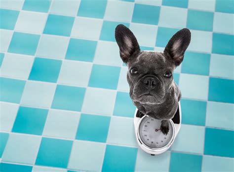Micro mini vs tea cup french bulldog. A Comprehensive Resource Page For French Bulldog ...