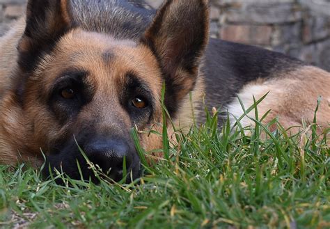 Every dog owner needs to know what to do if a dog has been exposed to poison. Why Is My German Shepherd So Scared? And How You Can Fix It!