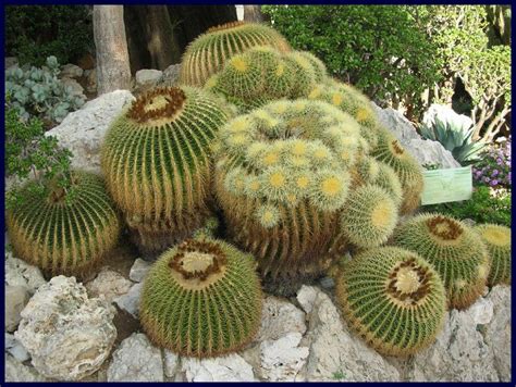 It's probably better to go on a day that's warm but where the sun isn't beating down too much, as much of the gardens are (obviously) outdoors. Bild "rießige Kakteen" zu Botanischer Garten Monaco Monte ...